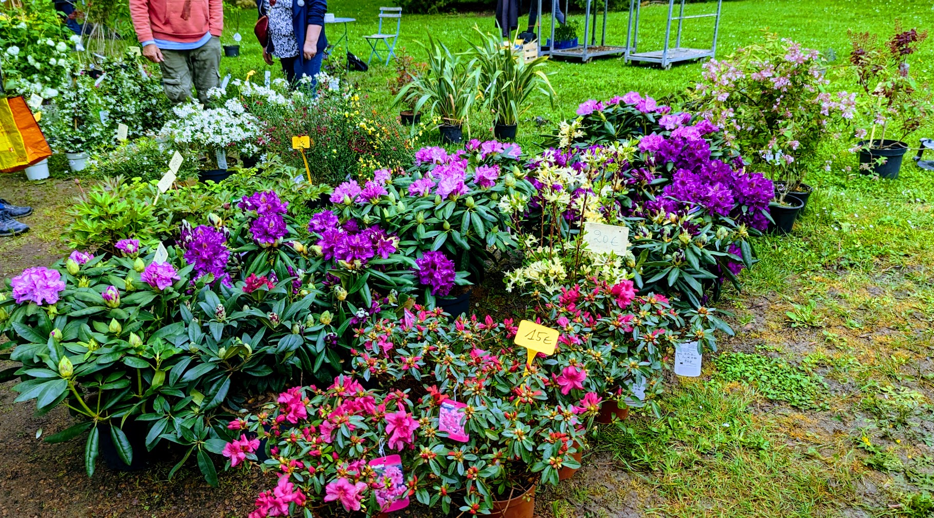 Fleurs 4.jpg (885 KB)